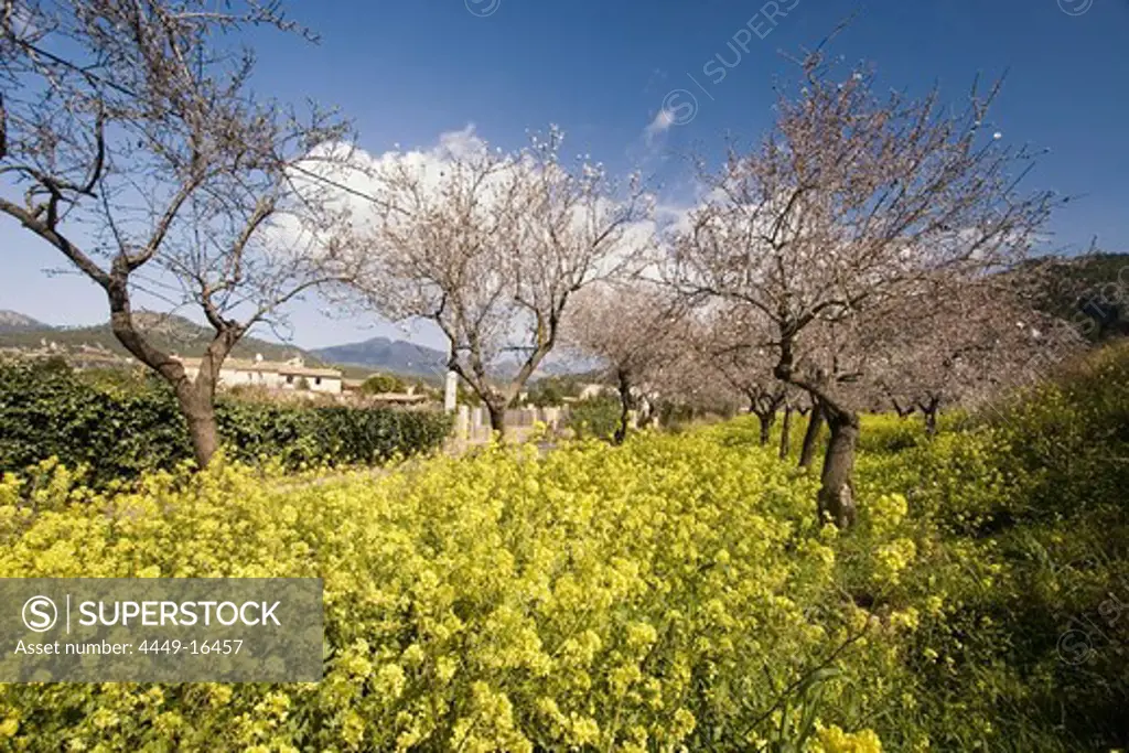 Mallorca almond blossom