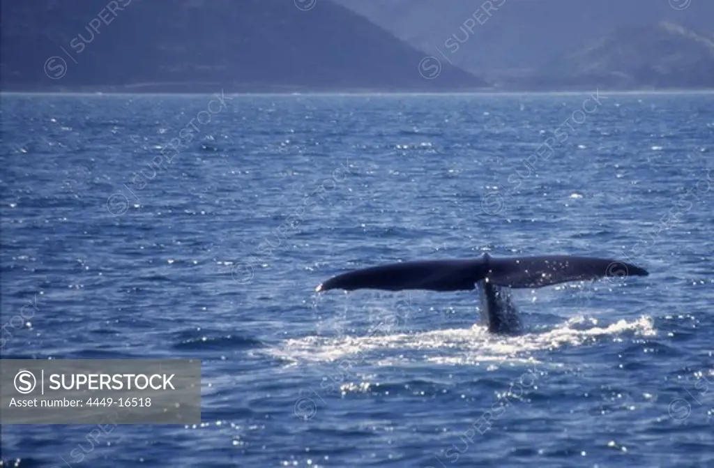 south island Kaikoura Marlborough whale watching