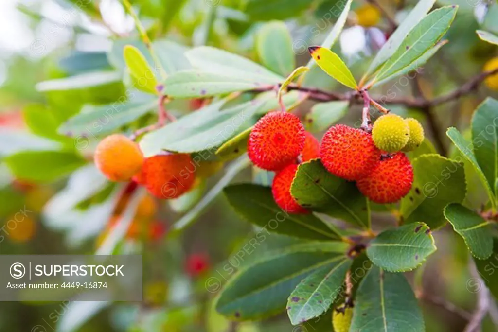 Fruit of the Strawberry Tree, Arbutus unedo L., Sardinia, Italy.