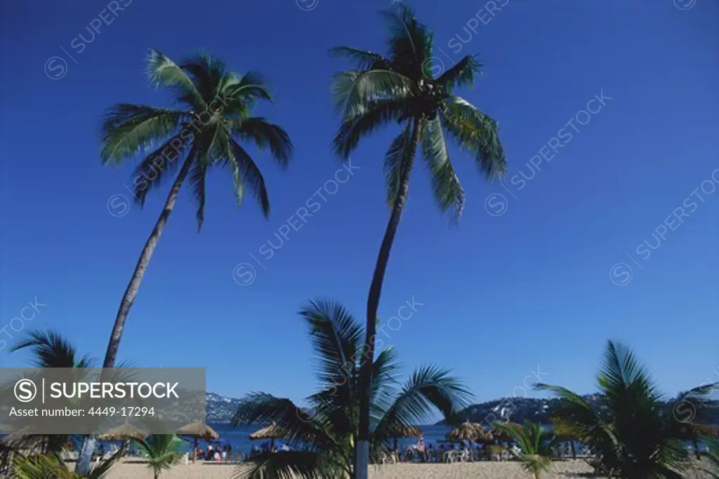Beach with palm trees, Playa Condesa, Acapulco, Mexico, America