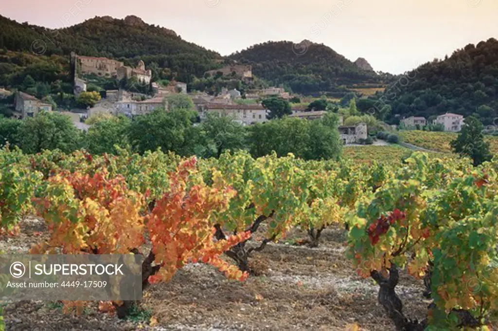 Vineyards at Gigondas, Dentelles de Monmirail, Vaucluse, Provence, France