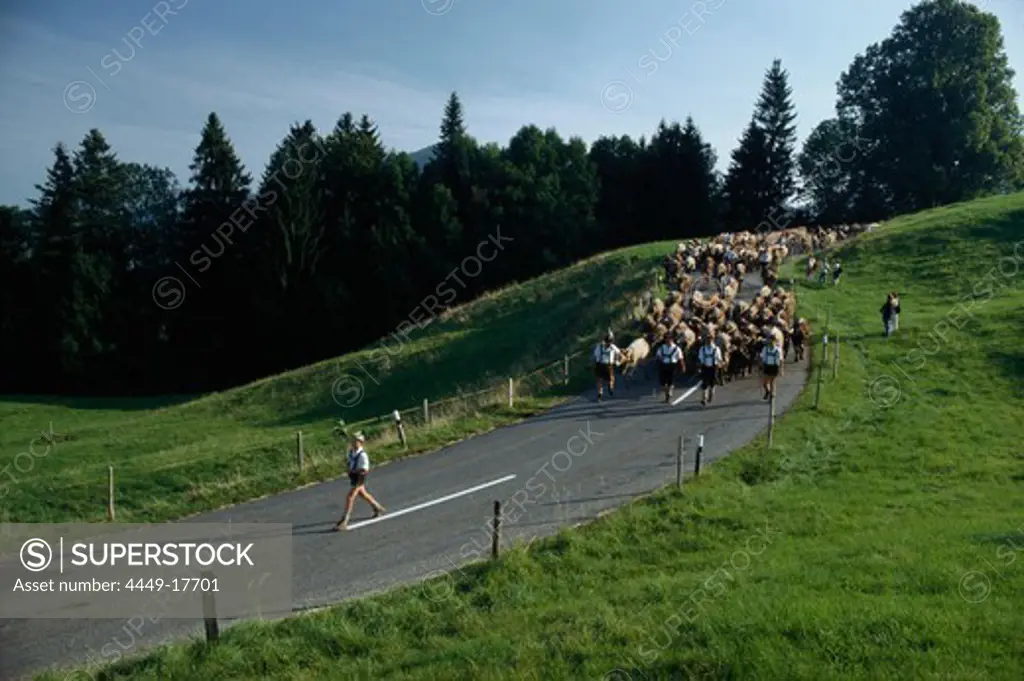 Driving cattle down from the mountain into the valley, Viehscheid, Oberstaufen, Allgaeu, Bavaria, Germany