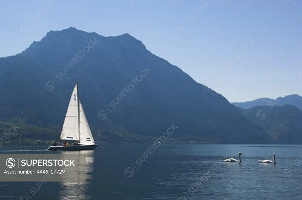 Sailing on Lake Traunsee, Sailing boat and swans on Lake Traunsee, Traunstein Mountain in the background, Upper Austria, Austria