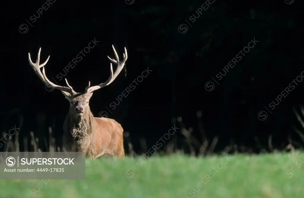 deer, Upper Bavaria, Bavaria, Germany