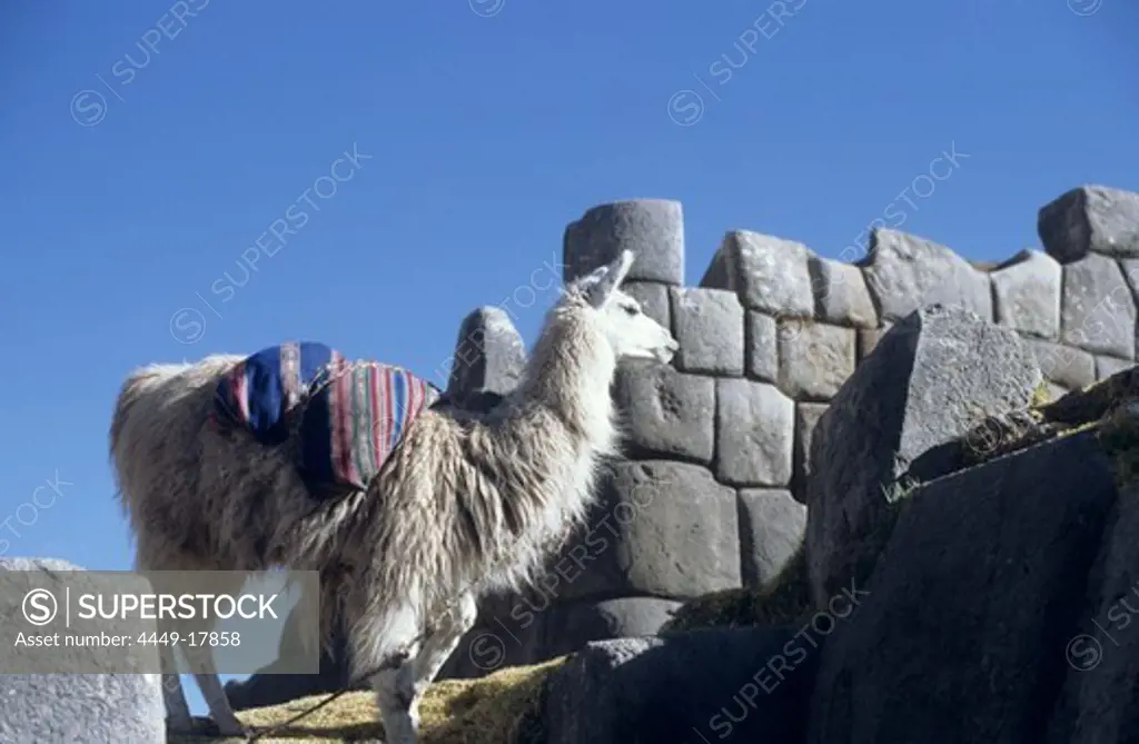 llama in front of rock wall built by Inka, Sacsayhuaman, Cuzco, Peru