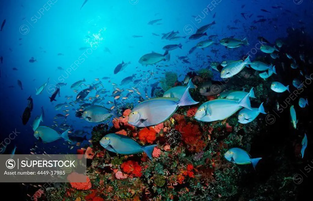 Elongate surgeonfish, schooling, Acanthurus mata, Indonesia, Bali, Indian Ocean