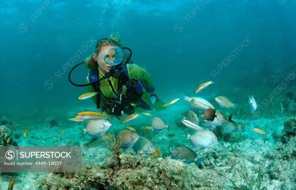 Surgeonfishes and scuba diver, Ancanthurus chirurgus, Punta Cana, Caribbean Sea, Dominican Republic