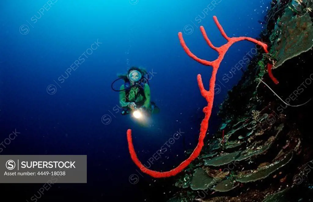Rope sponge and scuba diver, Catalina, Caribbean Sea, Dominican Republic