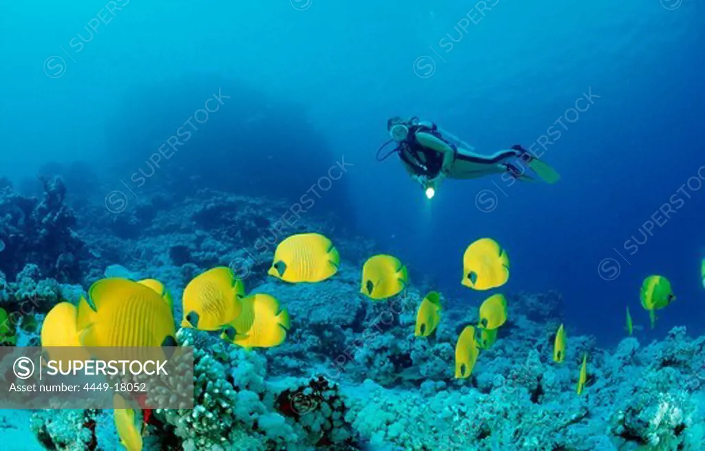 Scuba diver and Masked Butterflyfishes, Chaetodon semilarvatus, Egypt, Africa, Sinai, Nuweiba, Red Sea