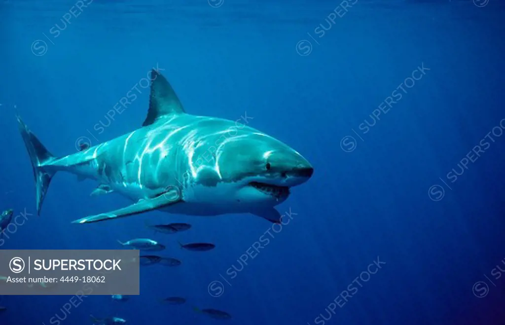 Great White Shark, Carcharodon carcharias, South Africa, Dyer Island, Gansbaai, Atlantic Ocean