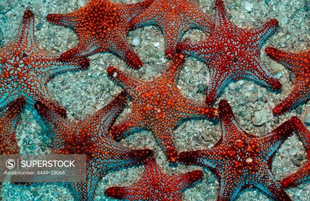 Red starfishes, Asteroidea, Mexico, Sea of Cortez, Baja California, La Paz