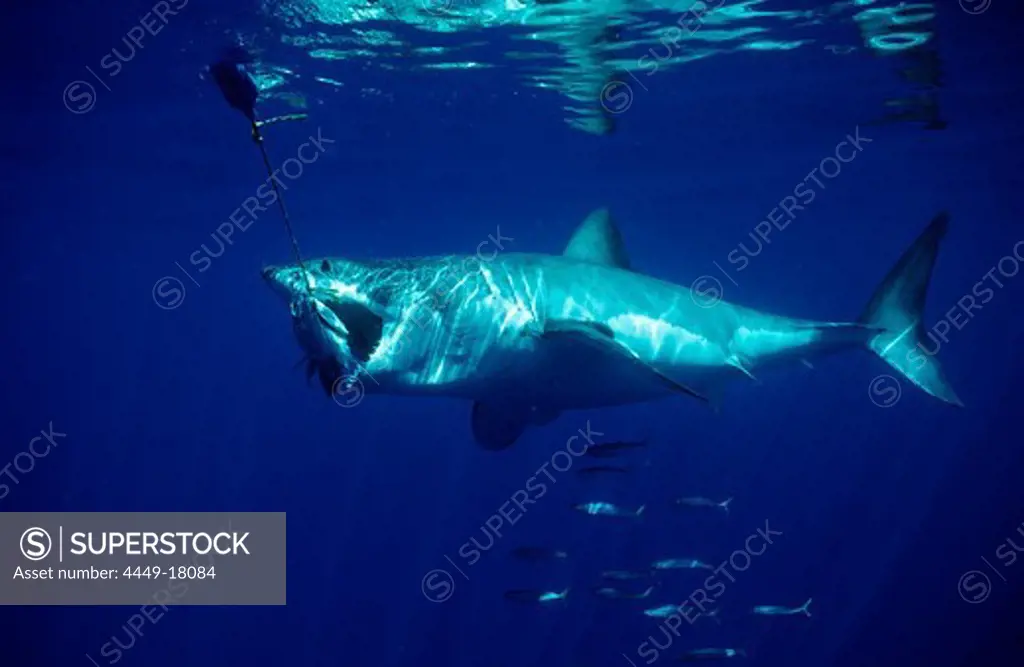 Great White Shark eating fish, Carcharodon carcharias, USA, California, Pacific Ocean, Farallon Island, San Francisco Bay
