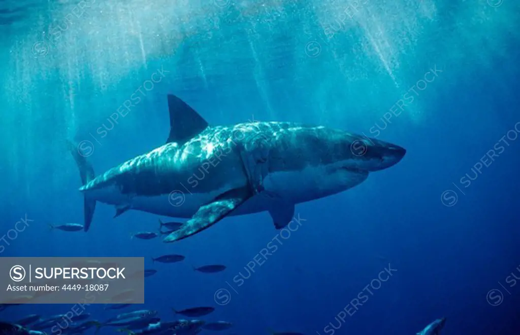 Great White Shark, Carcharodon carcharias, USA, California, Pacific Ocean, Farallon Island, San Francisco Bay
