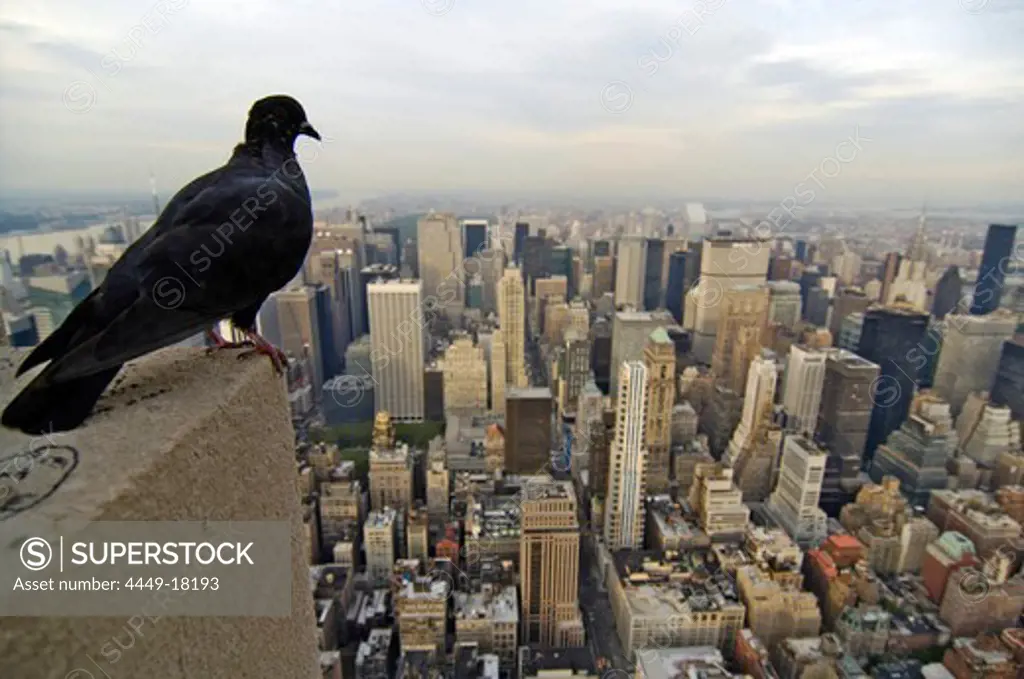 New York Skyline, view from Empire State Building, uptown, towards 5th Avenue with dove in foreground, New York City, New York, USA
