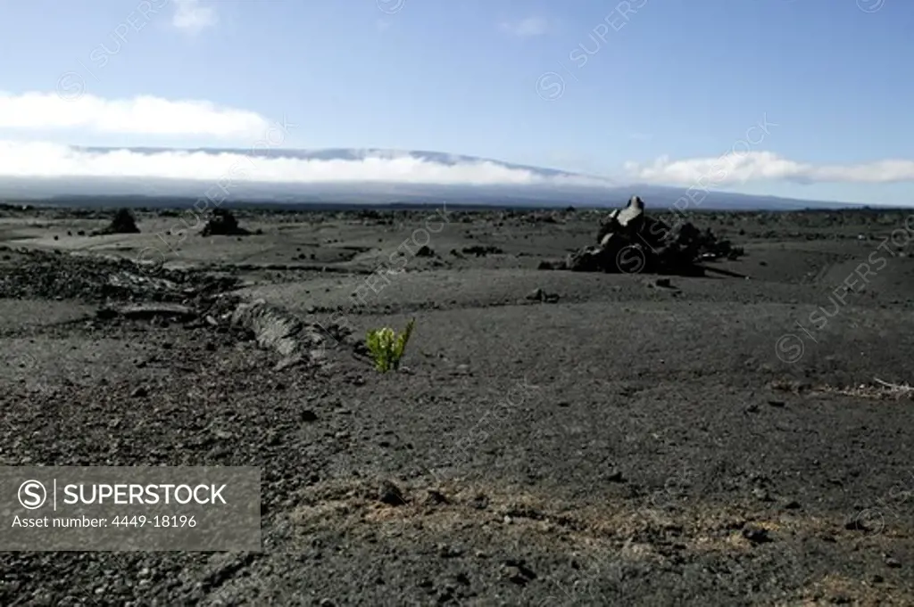 USA, Hawaii, Big Island, Volcanoes National Park, volcano, lava, plant, hope, nature, landscape