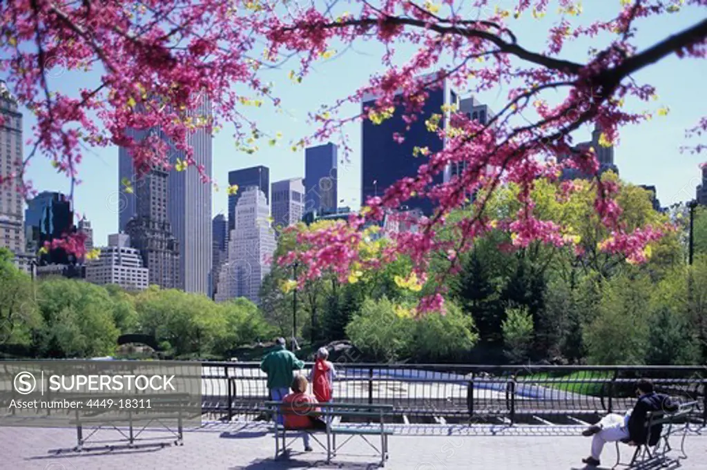 Spring at Woolman Wink in Central Park. South view, Manhattan