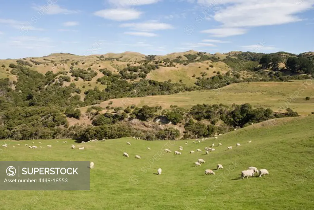 Sheep at Cape Kidnappers Station, Near Napier, Hawkes Bay, North Island, New Zealand