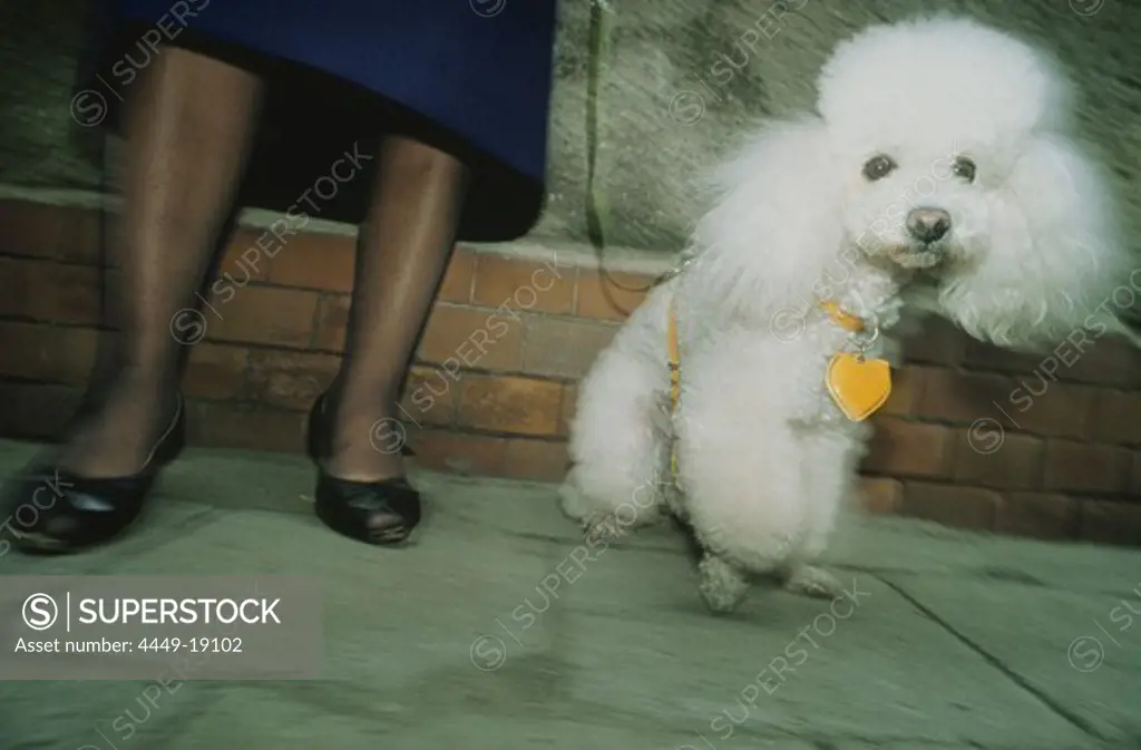 Poodle with mistress
