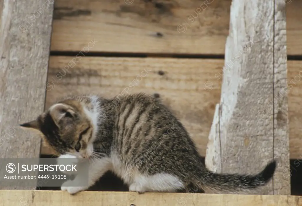 Small cat in front of wooden wall