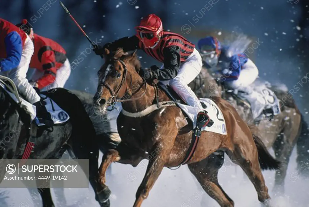 Horses galopping, horse race at snowfall, St. Moritz, Grisons, Switzerland, Europe
