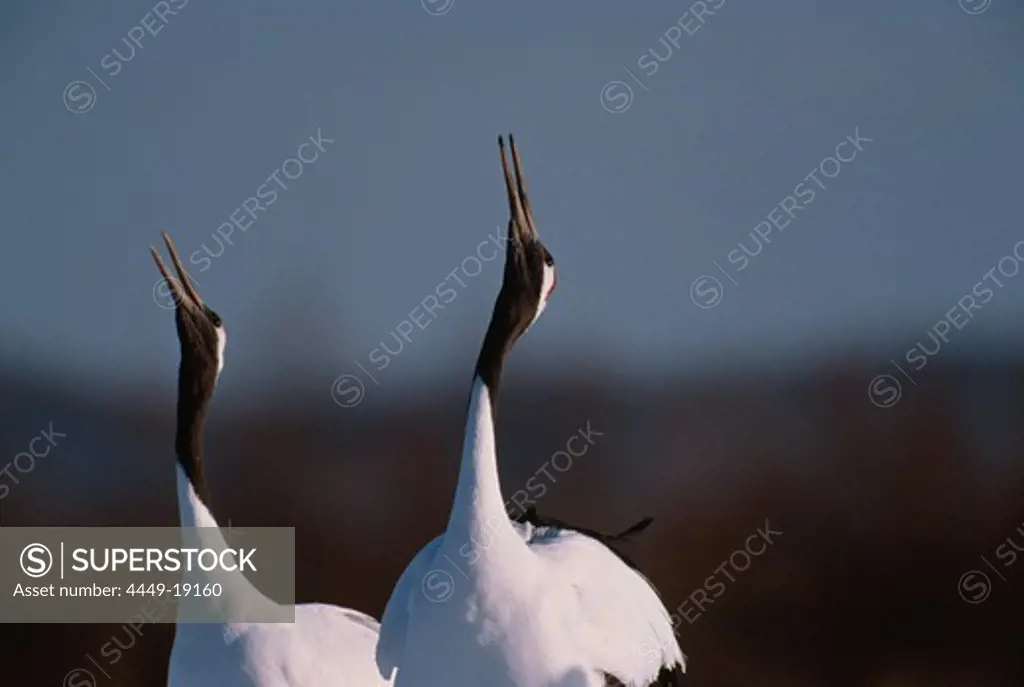 Japanese Cranes calling, Grus japonensis, Hokkaido, Japan, Asia