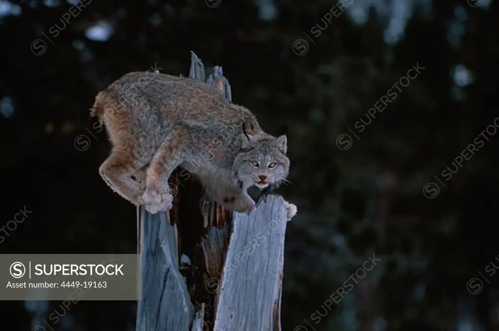 Bobcat, Lynx Rufus, climbing an old tree stump, North America, America