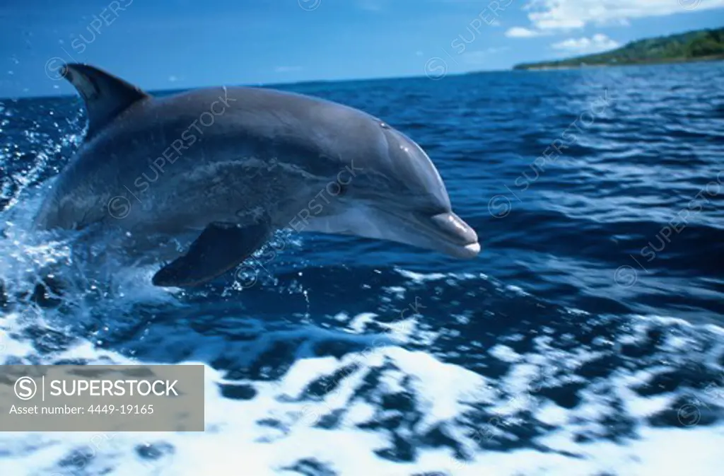 Bottlenosed dolphin porpoising, Tursiops Truncatus, Islas de la Bahia, Hunduras, Caribbean
