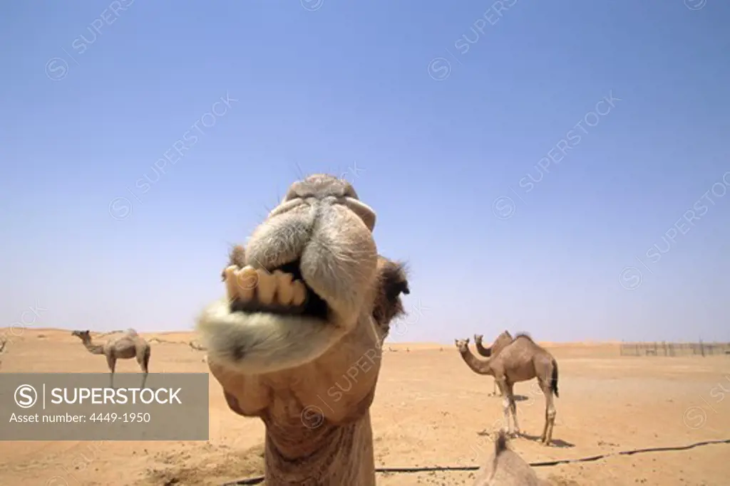 Camels, Desert Dubai, VAE