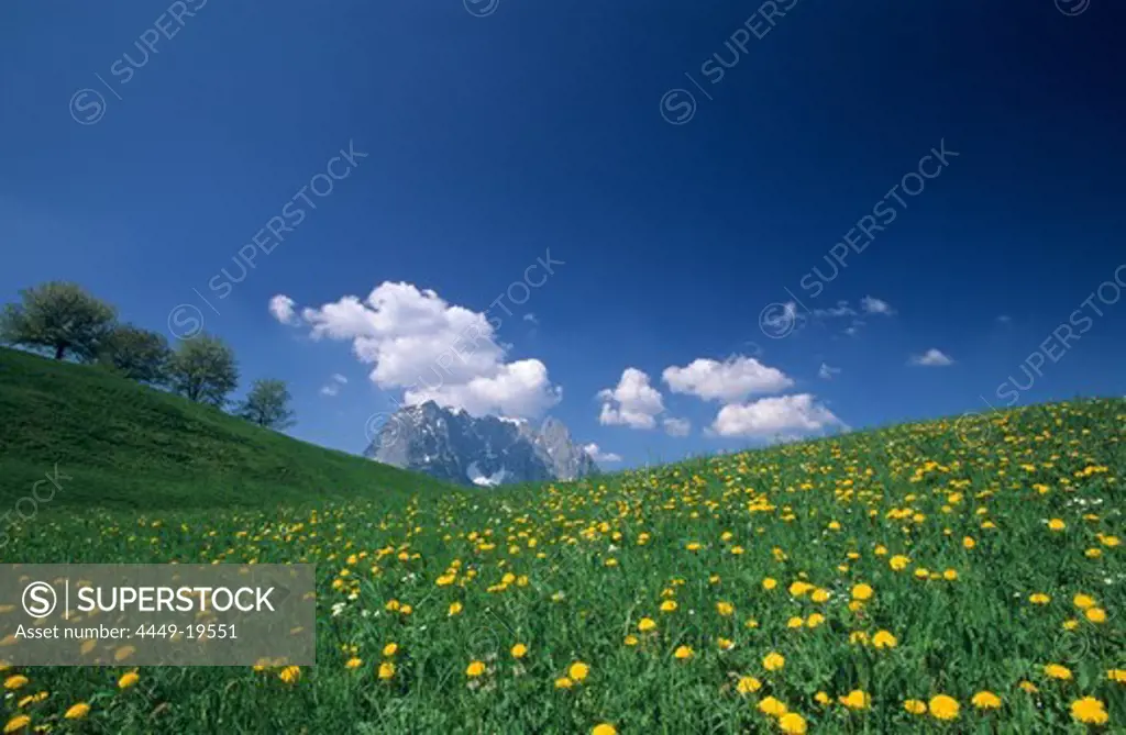 sea of dandelion with trees and Wilder Kaiser range, Kaiser range, Tyrol, Austria