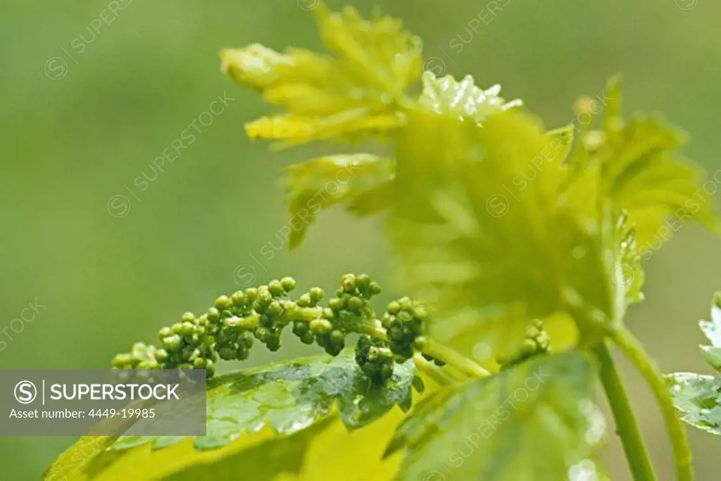 new leaf, spring season, young grapes