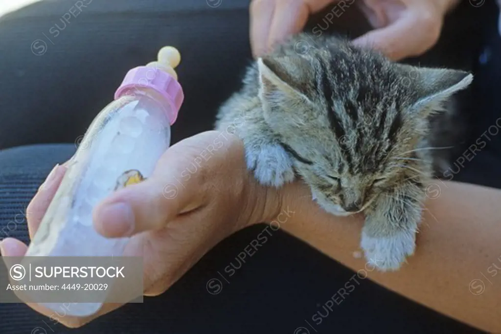 bottle feeding a kitten, hand feeding, hand raising kitten, nursing bottle