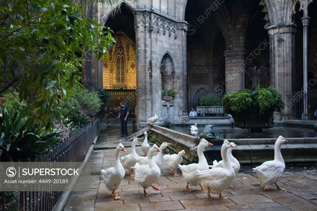 geese in the cloister, Claustro, La Seu, Cathedral de Santa Eulalia, Barri Gotic, Ciutat Vella, Barcelona, Spain