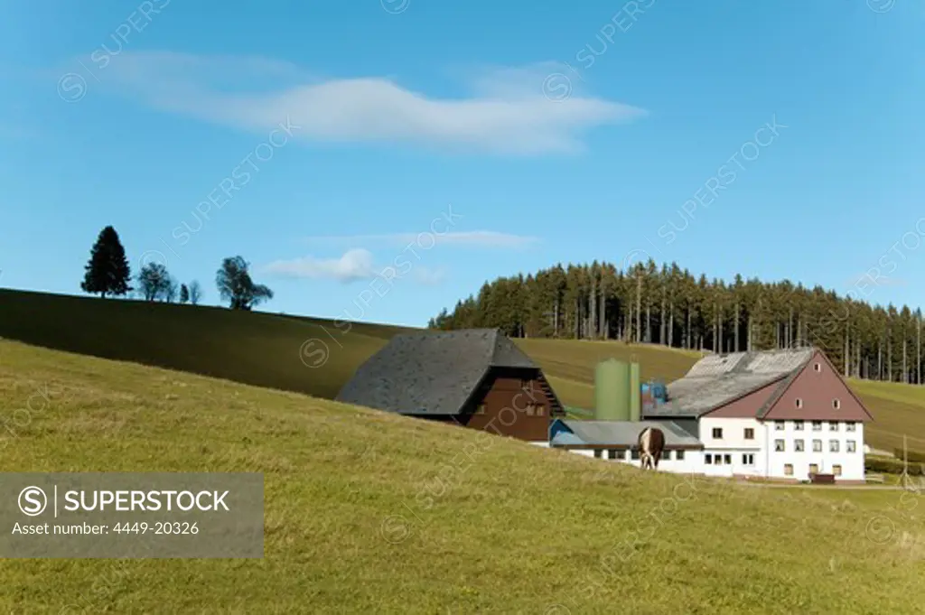 Modern Black Forest Farmhouse, near Schonach, Black Forest, Baden Wuerttemberg, Germany