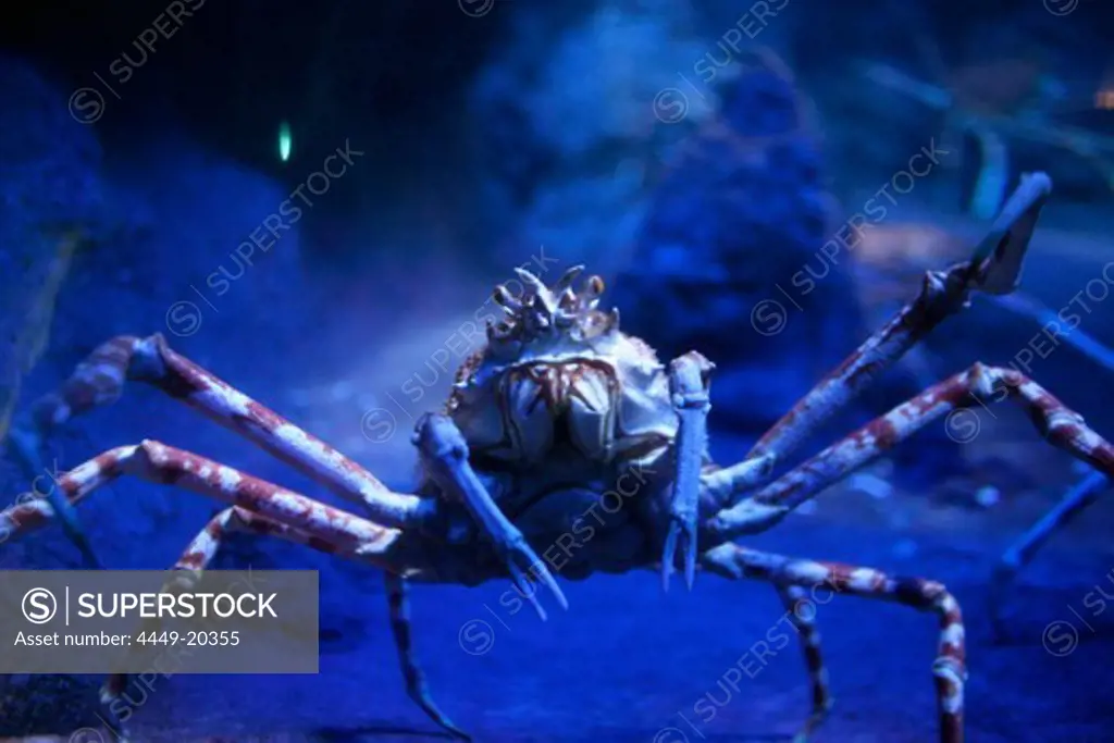 Japanese fighting crab, Underwater World Aquarium, Sentosa Island, Singapore