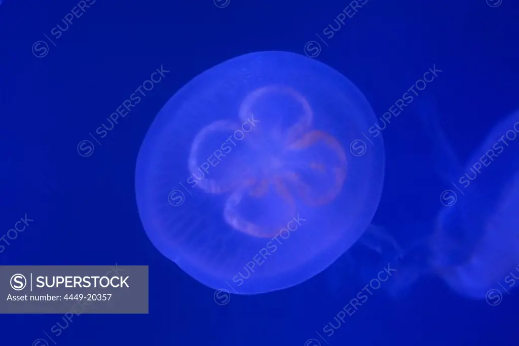 Jellyfish, Underwater World Aquarium, Sentosa Island, Singapur