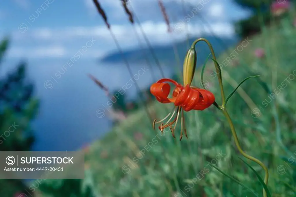 A Lily on the lake shore at Lake Baikal, Siberia, Russia