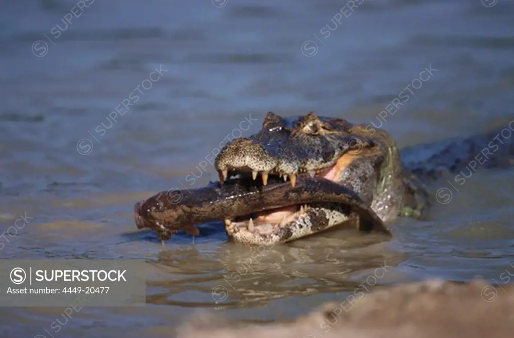 Caiman, Caiman Crocodilus, Caiman yacare, Pantanal, Mato Grosso, Brazil