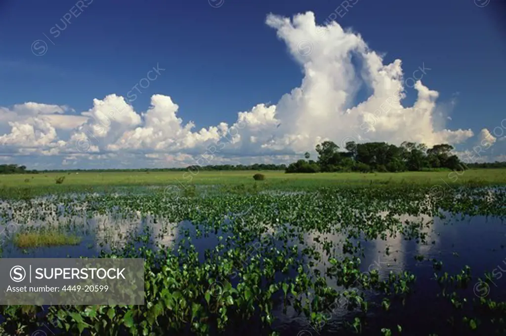 Flood water during the rainy season, Water Hyacinth, Pantanal, Mato Grosso, Brasil, South America