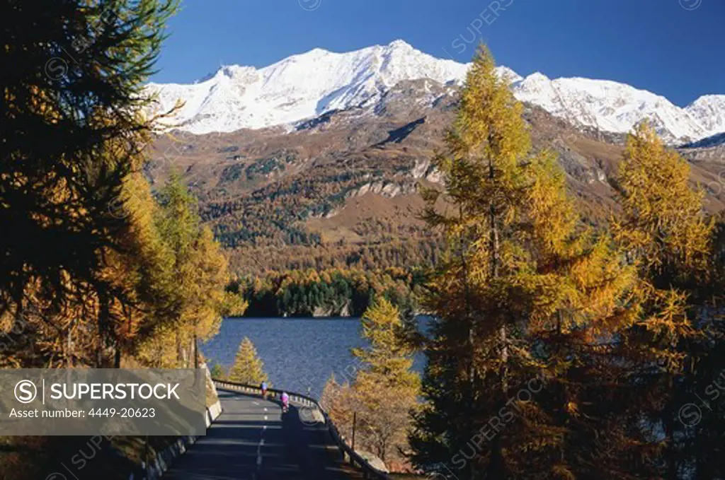 Larches in Autumnal colours at Lake Sils, Corvatsch Mountain, Engadin, Grisons, Switzerland