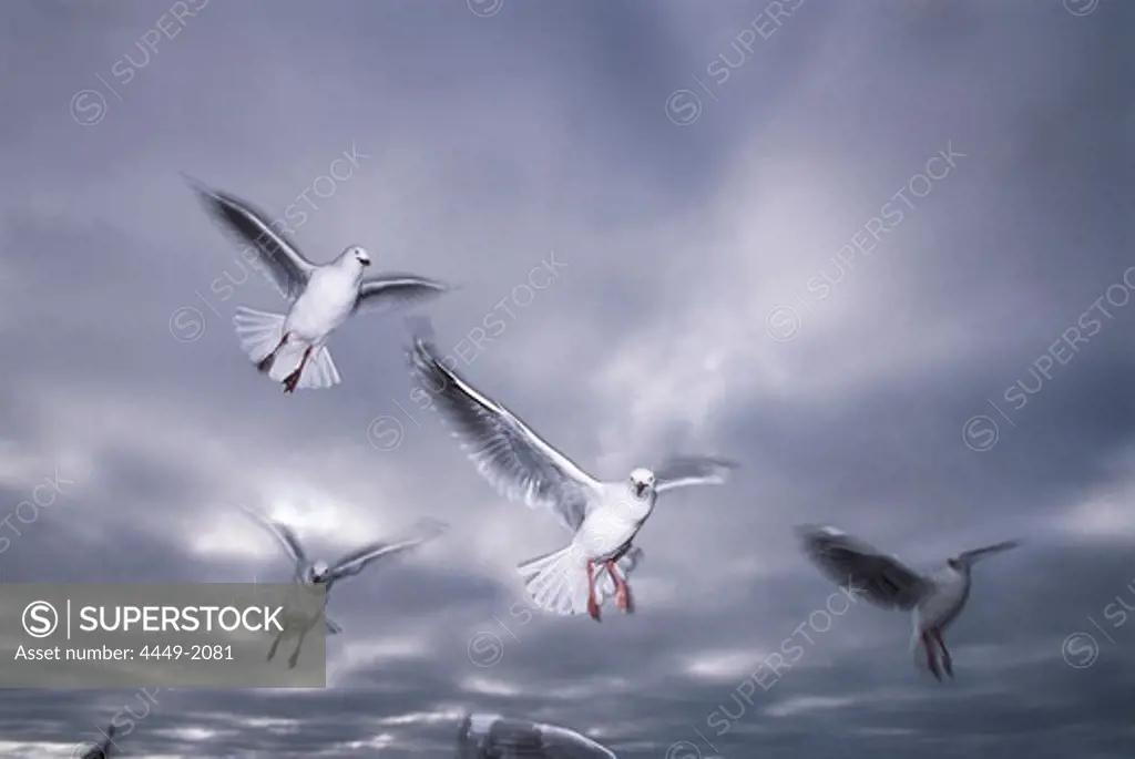 Seagulls, Sumner, Christchurch New Zealand