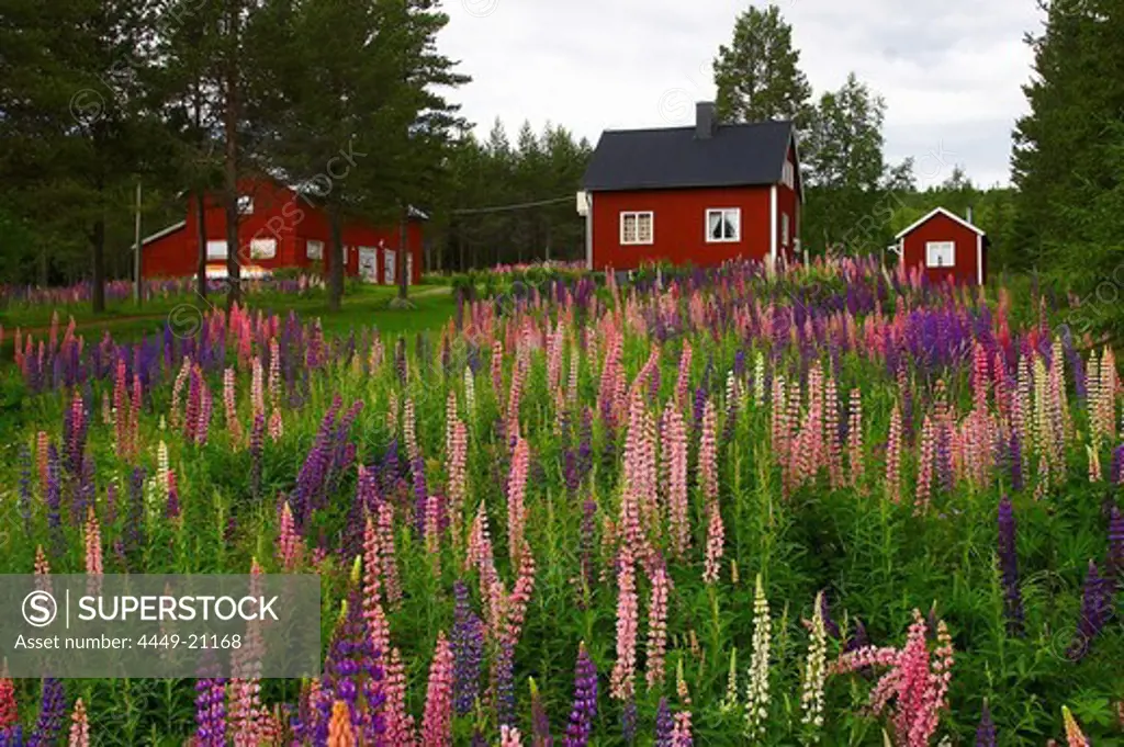Red wooden houses near Gaeddede, Jaemtland, northern Sweden
