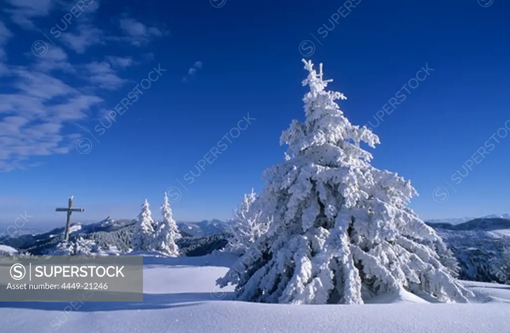 deeply snow-covered fir trees with cross on summit, Hochries, Chiemgau range, Upper Bavaria, Bavaria, Germany