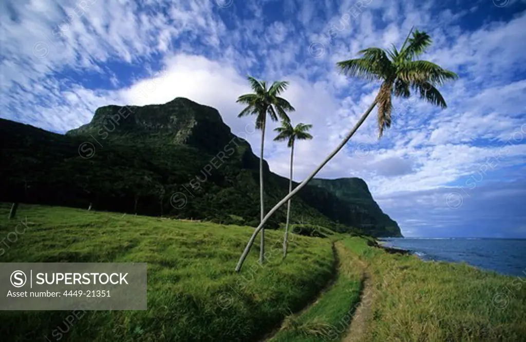Coast area with palm trees, The Far Flats, Lord Howe Island, Australia