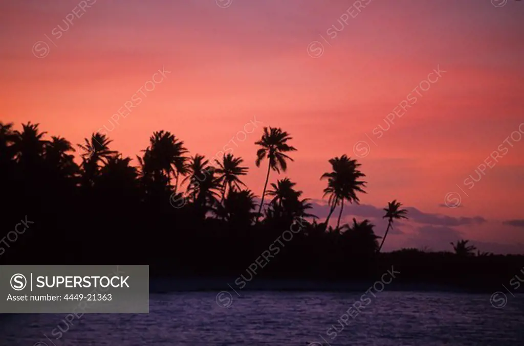 Palm trees in the sunset light at South Park, West Island, Australia