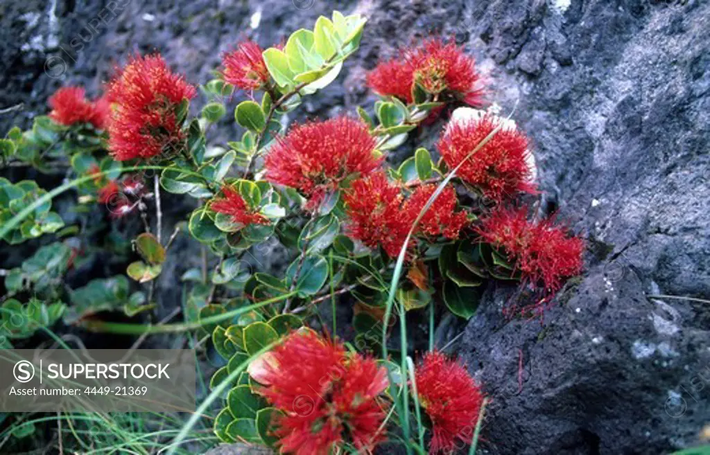 The endemic mountain rose (Metrosideros nervulosa) occurs only from 350m above sealevel, Australian