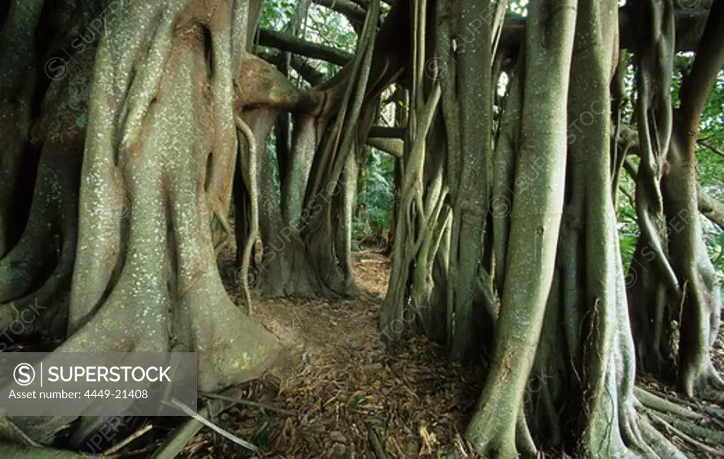 Giant Banyan tree in the Valley of the Shadows