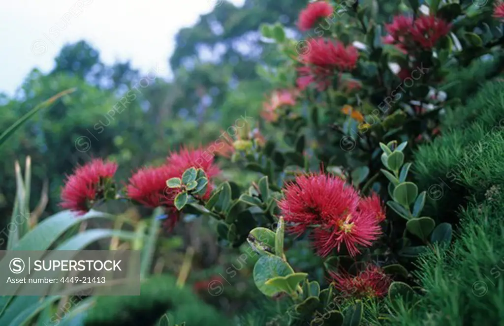 The endemic mountain rose (Metrosideros nervulosa) occurs only from 350m above sealevel
