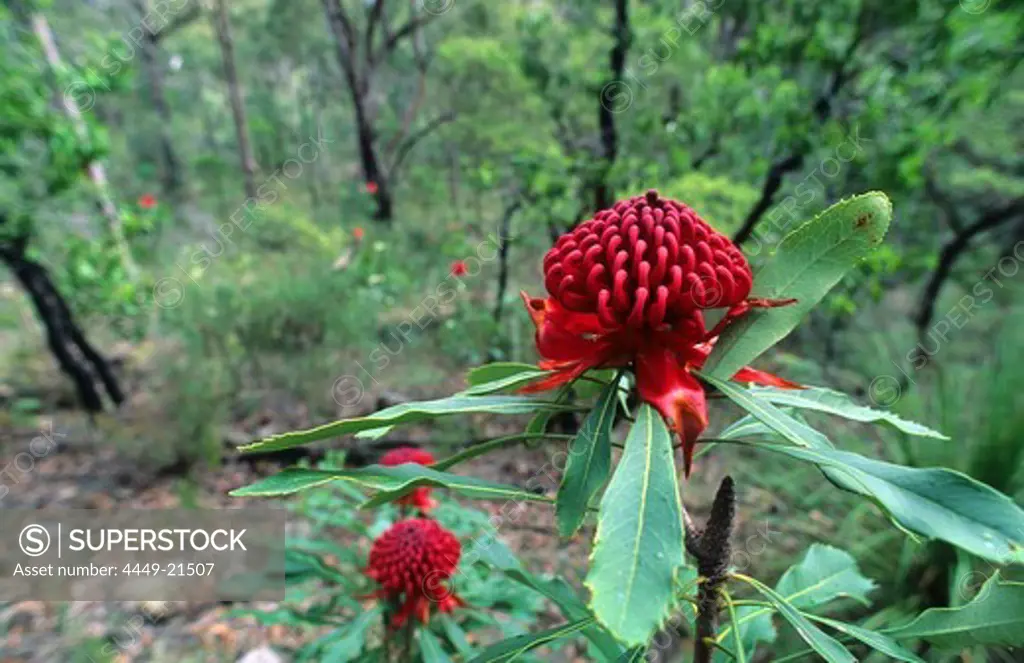 Close up of a flowering Waratah, Blue Mountains National Park, New South Wales, Australia