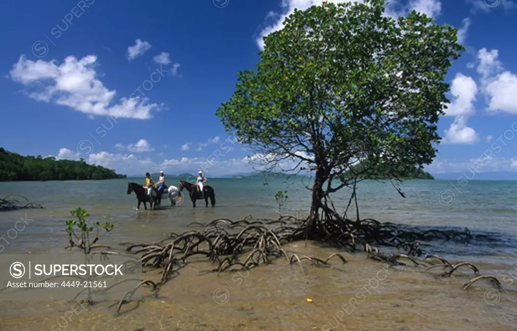 Horse riding on Dunk Island, the main island of the Family Islands Group, Dunk Island, Great Barrier Reef, Australien