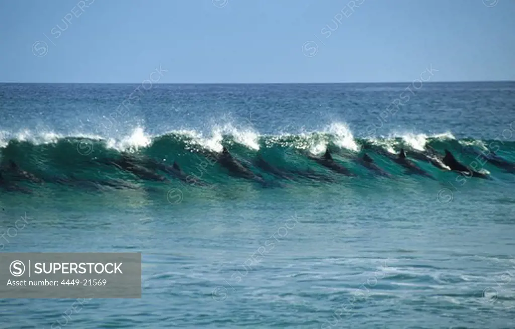 Surfing dolphins off the east coast of the island, Fraser Island, Great Barier Reef, Australia